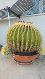 Pianta grassa -Echinocactus grusonii