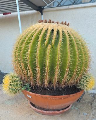 Pianta grassa -Echinocactus grusonii