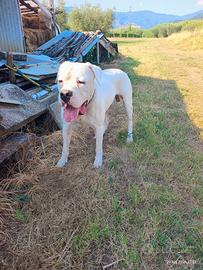 Dogo Argentino 