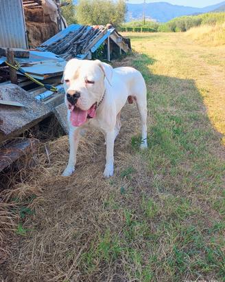 Dogo Argentino 