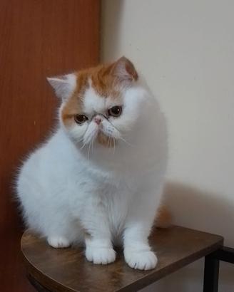 Gatti esotico