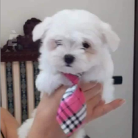 Cuccioli maltese