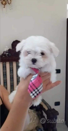 Cuccioli maltese