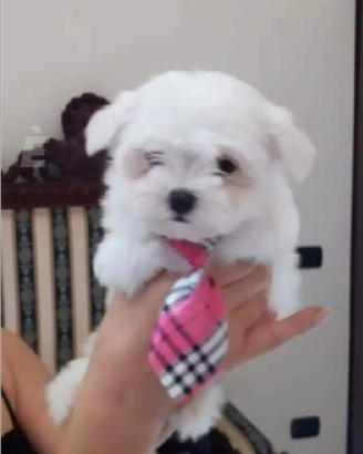 Cuccioli maltese