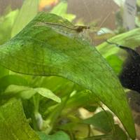 Gamberetti trasparenti