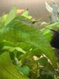 Gamberetti trasparenti