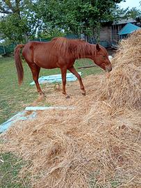 Quarter horse