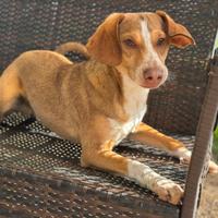 Cucciolo 7 mesi 12 kg allegro