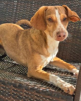 Cucciolo 7 mesi 12 kg allegro