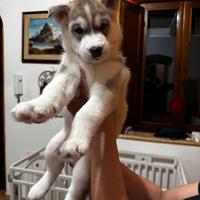 Cuccioli Siberian Husky