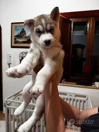 Cuccioli Siberian Husky