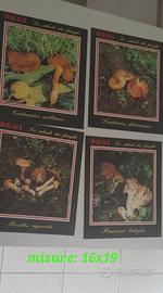 lotto 4 schede vintage funghi rivista Oggi 1980