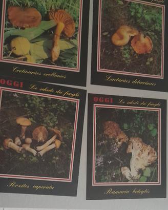 lotto 4 schede vintage funghi rivista Oggi 1980