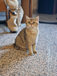 Scottish straight +1 anno sterelizata