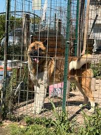 Stallone di akita americano