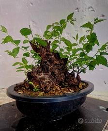 prebonsai olmo pumila