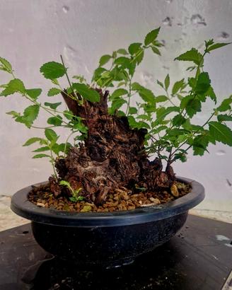 prebonsai olmo pumila
