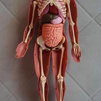 Esplorando il corpo umano Modellino