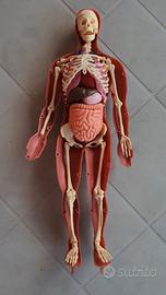 Esplorando il corpo umano Modellino