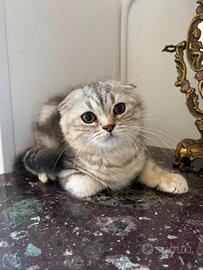 Scottish-fold e scottish-straight
