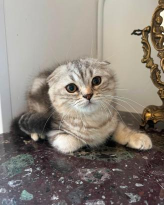 Scottish-fold e scottish-straight