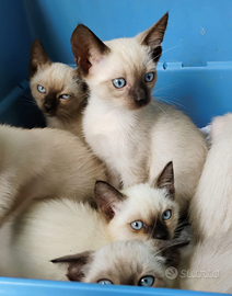 Cuccioli gattini siamesi thai