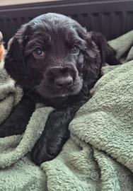 Setter Inglese Cucciola