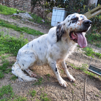 Setter con pedigree
