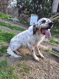 Setter con pedigree