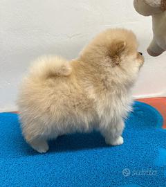 Spitz tedesco nano (Pomerania)