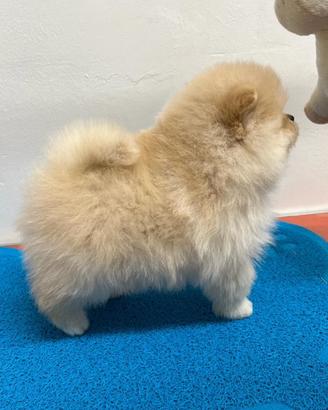 Spitz tedesco nano (Pomerania)