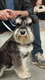 Schnauzer nano femmina 5 anni