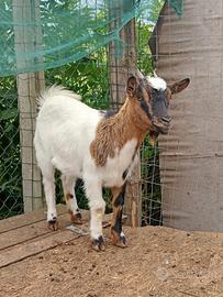 Capra
