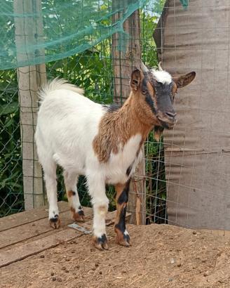 Capra