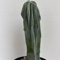 🌵piante grasse-cactus-succulente-cactus🌵