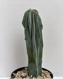 🌵piante grasse-cactus-succulente-cactus🌵