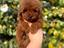 Immagine 19