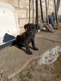 Cane corso