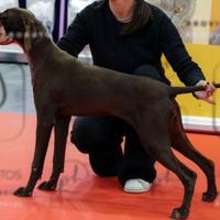 Bracca tedesca cucciola