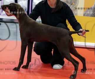 Bracca tedesca cucciola