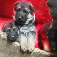 Cuccioli pastore tedesco FEMMINA