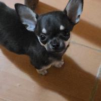 Chihuahua nano toy maschio
