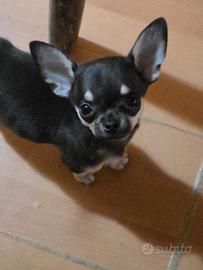 Chihuahua nano toy maschio
