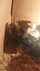 Oliver egger e tacchini di 2 settimane