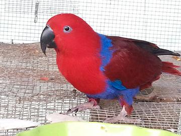 Pappagalli