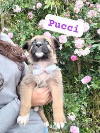 PUCCI, cucciola tg media da adottare