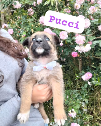 PUCCI, cucciola tg media da adottare
