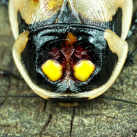 Lucihormetica subcinta