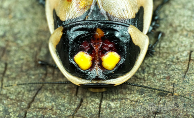 Lucihormetica subcinta