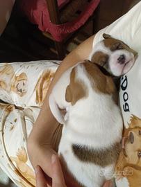 Jack Russel cucciole femmine